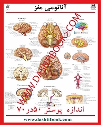پوستر آناتومی مغز