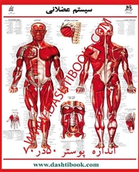 پوستر آناتومی عضله